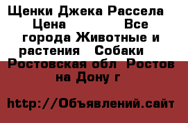 Щенки Джека Рассела › Цена ­ 10 000 - Все города Животные и растения » Собаки   . Ростовская обл.,Ростов-на-Дону г.